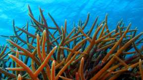 Coral Reef Awareness Week