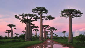 Beautiful baobabs