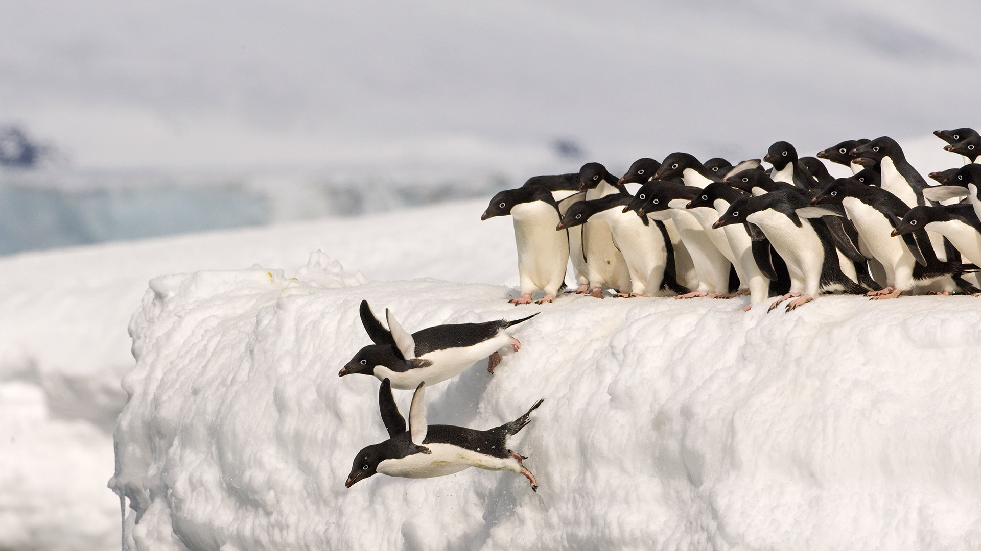Ad&eacute;lie penguins, Antarctica