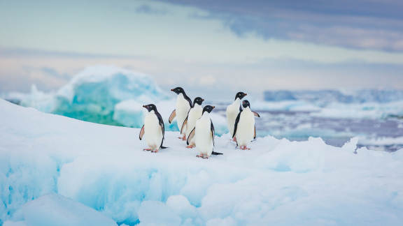 Chilling out on an ice floe