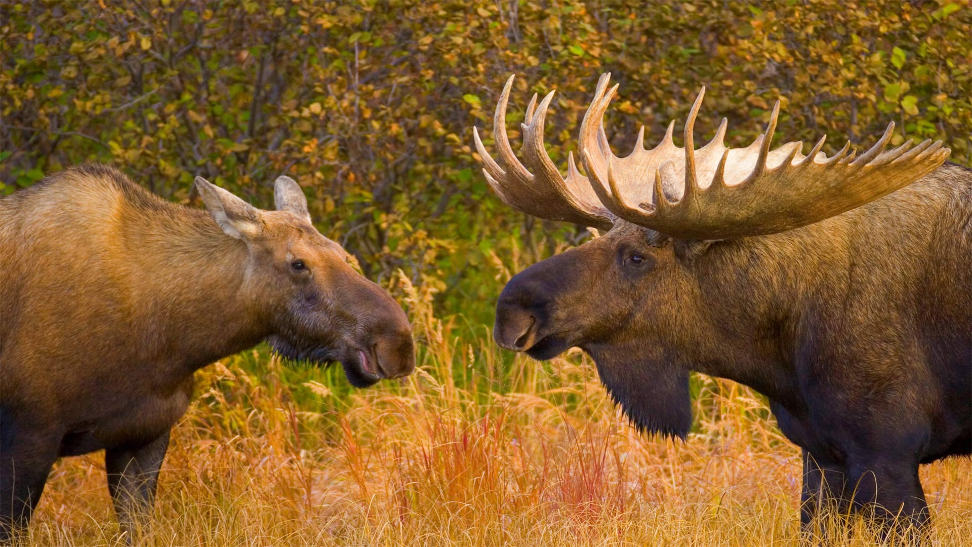Alaska moose