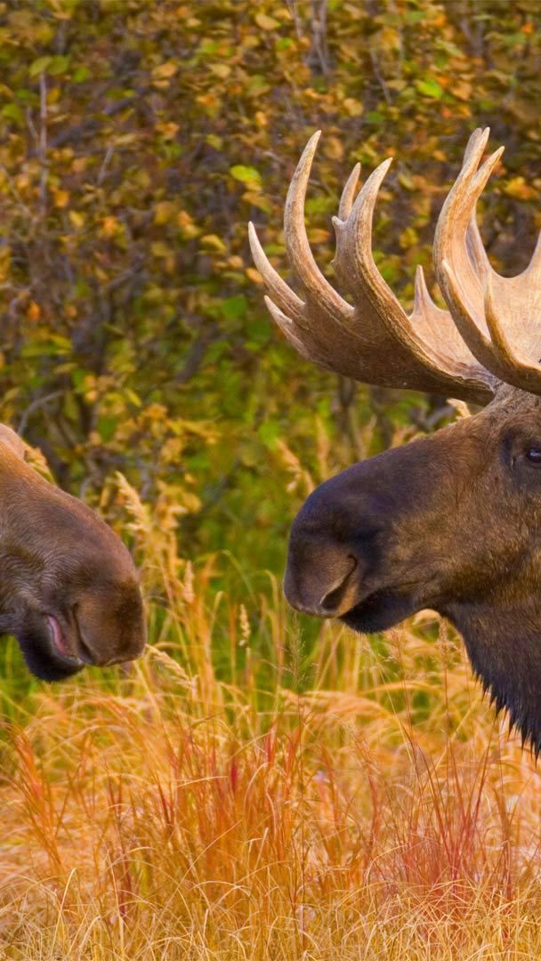 Alaskan Moose Pair Ultra HD Desktop Background Wallpaper for 4K UHD TV :  Widescreen & UltraWide Desktop & Laptop : Tablet : Smartphone