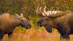Alaska moose