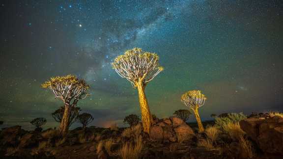 Quiver trees, Keetmanshoop, Namibia