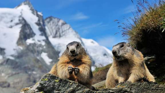 Des marmottes des Alpes, Parc National des Hohe Tauern, Autriche