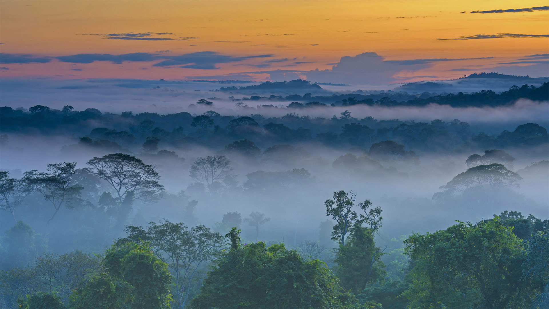 Амазонка дика природа. Тропические дождевые леса Амазонии. Amazon Rainforest=тропические леса амазонки. Бразилия джунгли амазонки. Тропический муссонный климат.