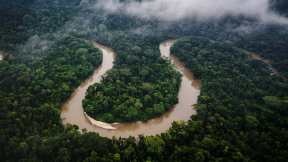 World Rainforest Day