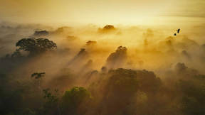 Mists over the Amazon
