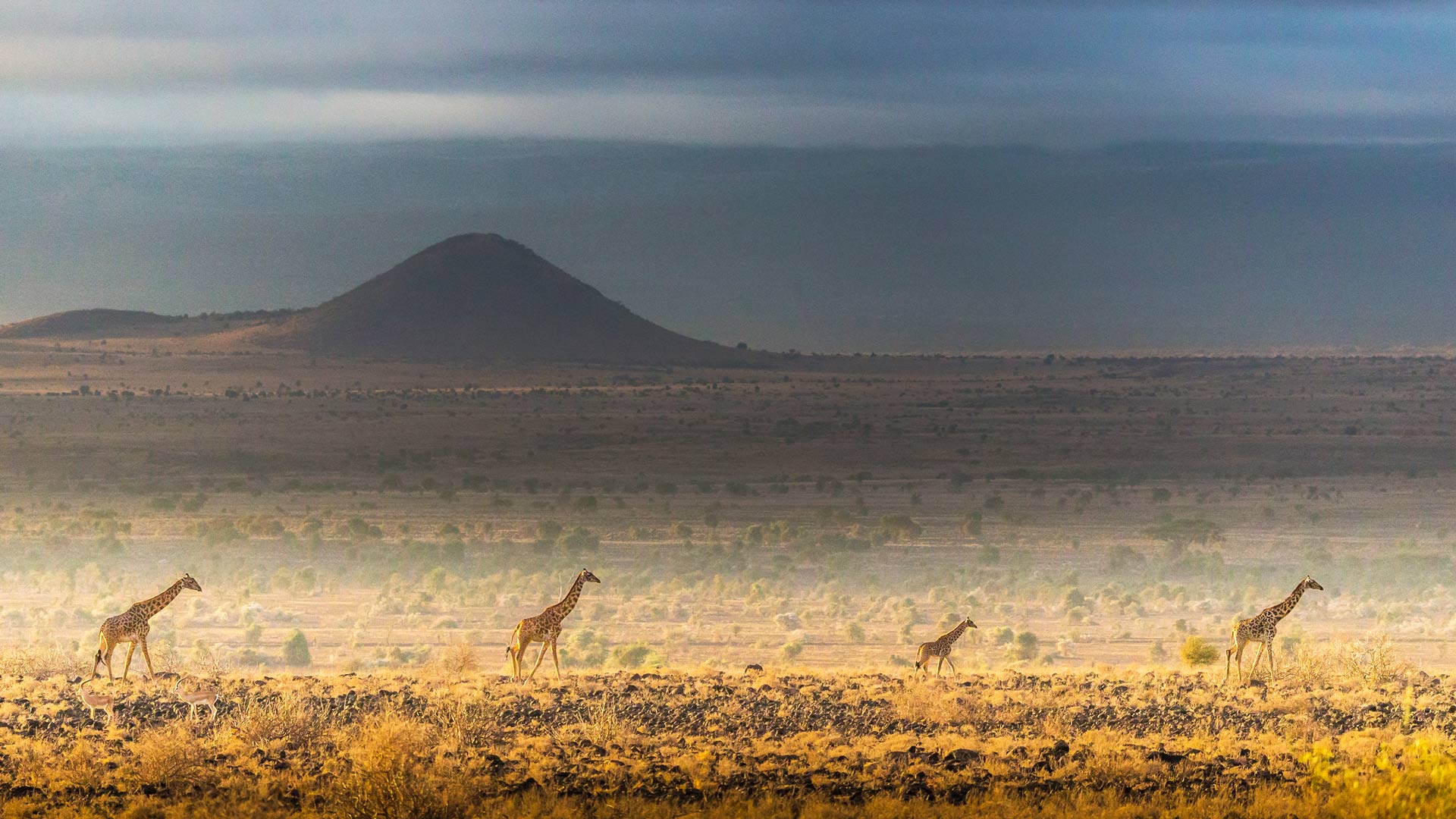 Bing image: Maasai giraffes in Amboseli National Park, Kenya - Bing ...