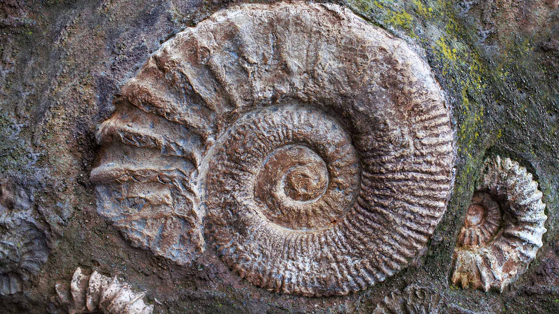 古代の海に生息していた動物の化石