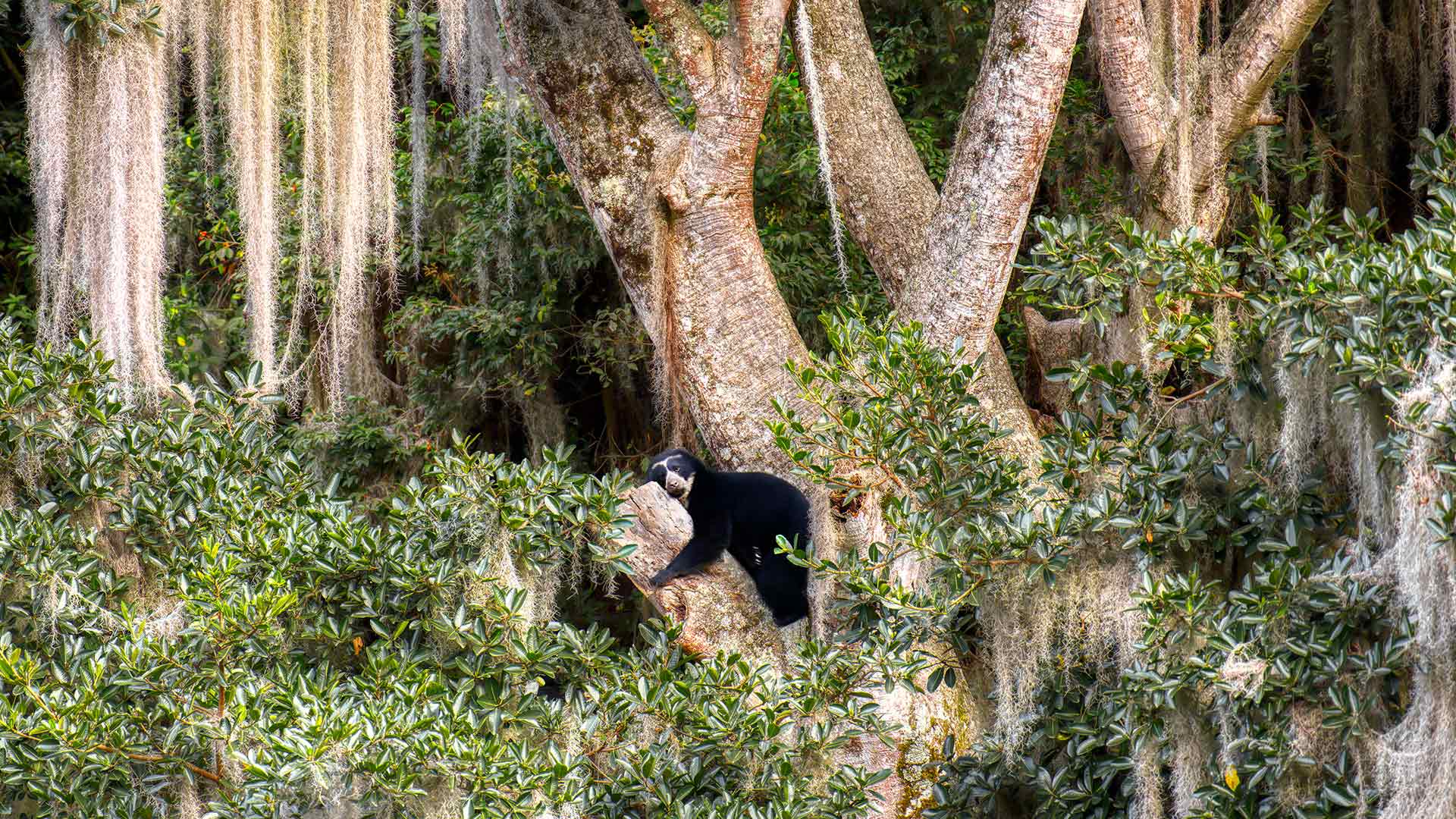 Spectacled bear resting in tree, Ecuador