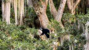 Spectacled bear resting in tree, Ecuador