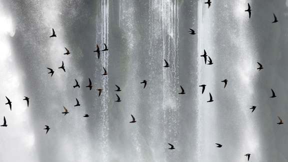 Incansáveis voadores