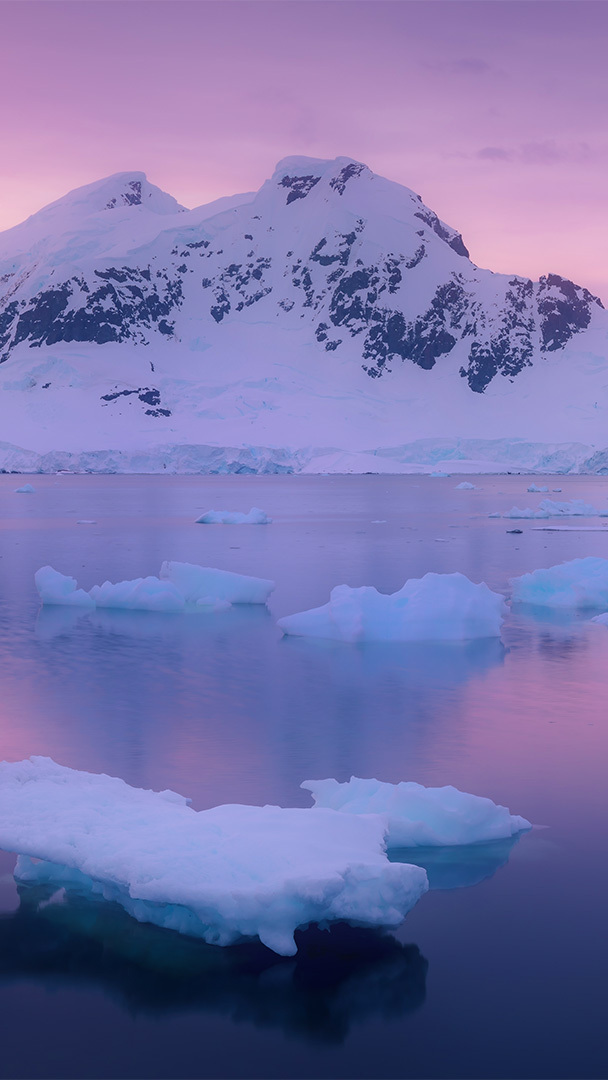 Antarctica Empire Of King Penguins Aptenodytes Patagonicus Ultra Hd  Wallpaper 3840x2160 : Wallpapers13.com