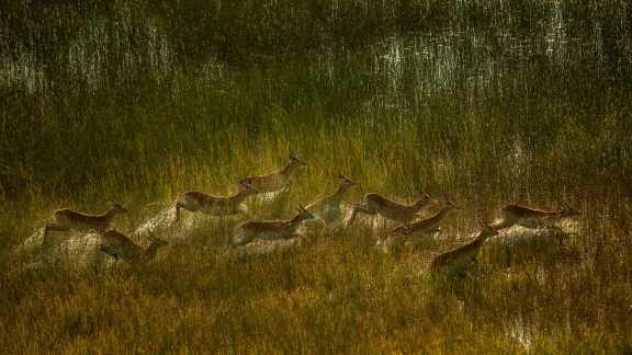 Lechwe herd, Botswana