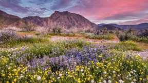 Parc dÉtat du désert dAnza-Borrego, Californie, États-Unis