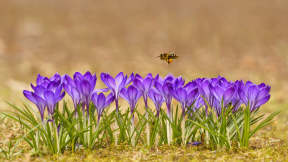 今日は「世界蜂の日」