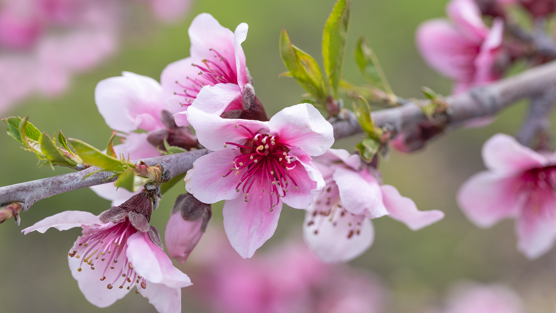 Pink apple blossoms, Avila Beach, California, United States