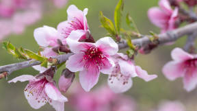 Pink apple blossoms, Avila Beach, California, United States