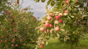 Apples ready for harvest in Minnesota