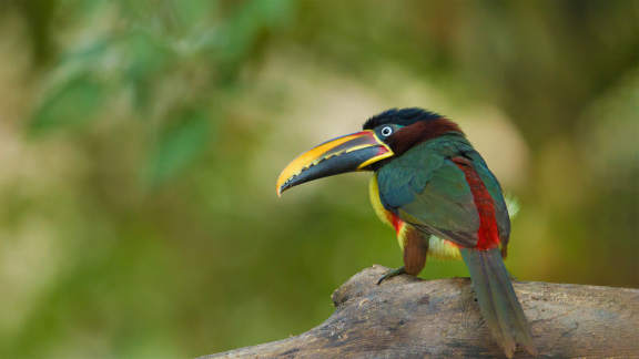 Che razza di tucano è questo?