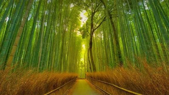 A grove glows green