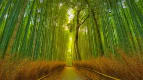 Japans „singender“ Wald