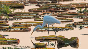 A great egret in the Pantanal