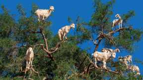Goats don t grow on trees