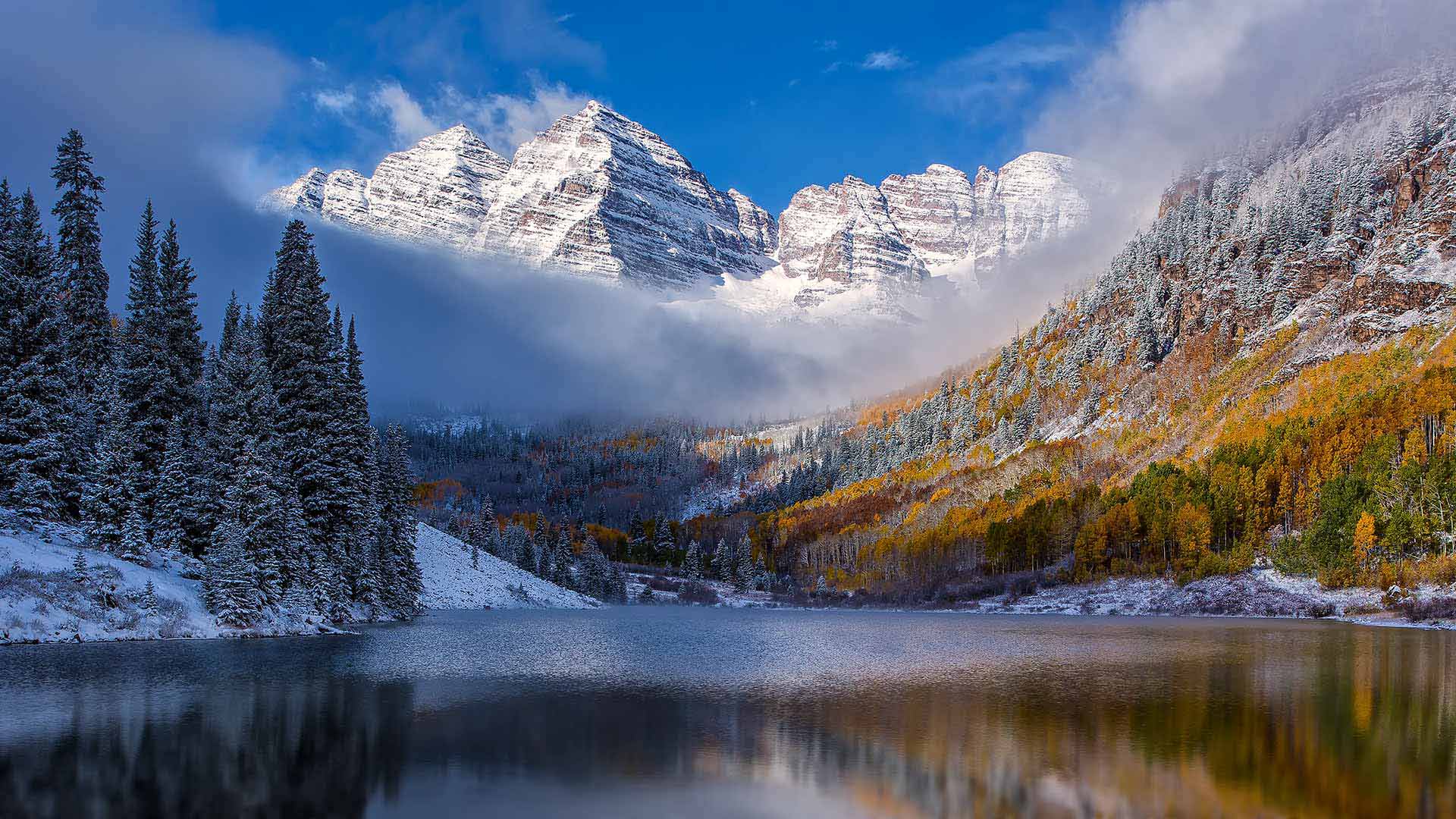 Aspen Forest Wallpaper  About Murals