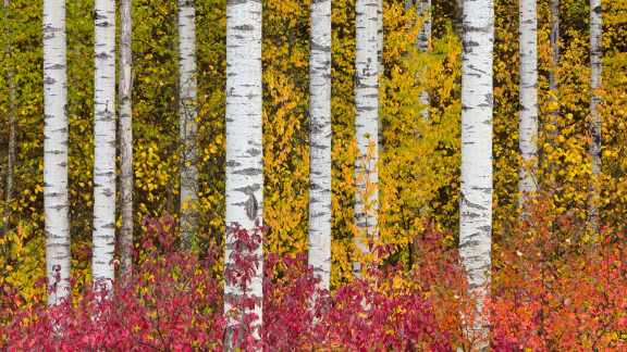 Aspen trees, British Columbia