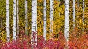 Aspen trees, British Columbia