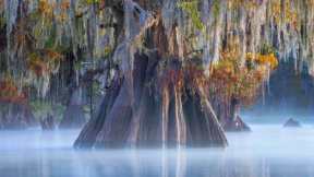 Autumn in the cypress swamp