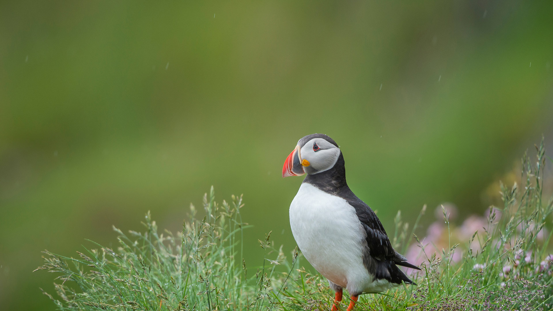 Atlantic puffin, Iceland