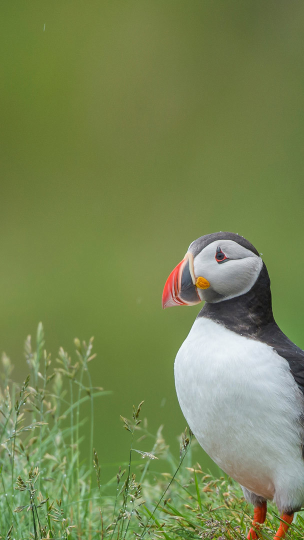 Animal Puffin 4k Ultra HD Wallpaper