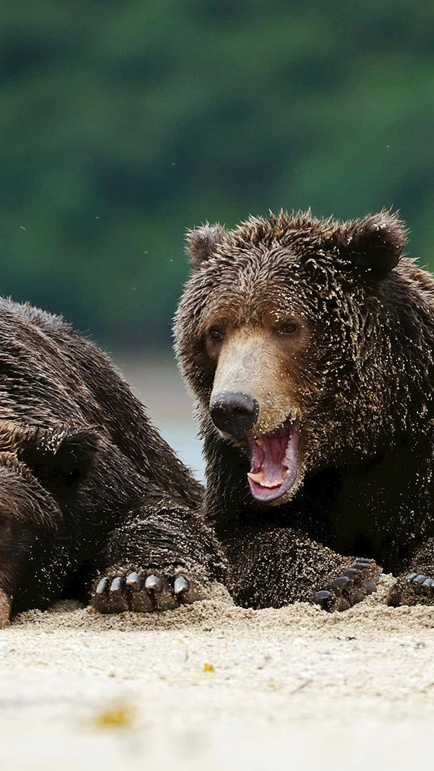 Медведи встреча неожиданная. Водяной медведь. Десять медведей.