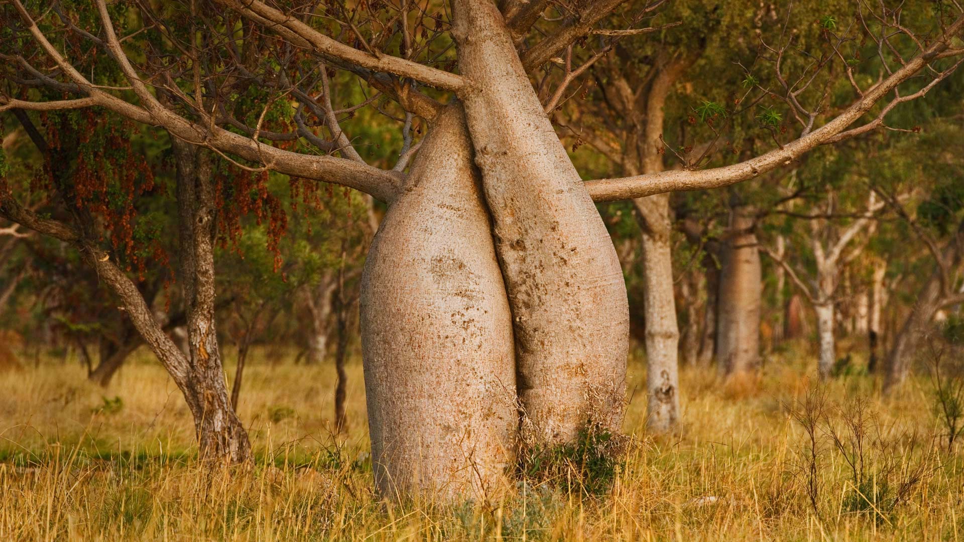 Australian baobab tree, Kimberley region, Western Australia