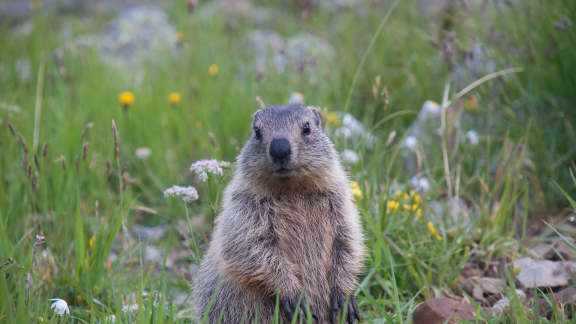 Groundhog Day