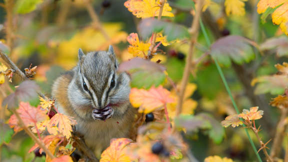 Least chipmunk, Kootenai National Forest, Montana