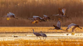 Sandhill cranes, New Mexico, USA