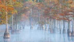 Cypress trees in George L. Smith State Park, Georgia