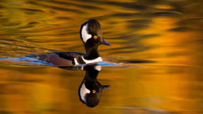 Male hooded merganser, Oregon
