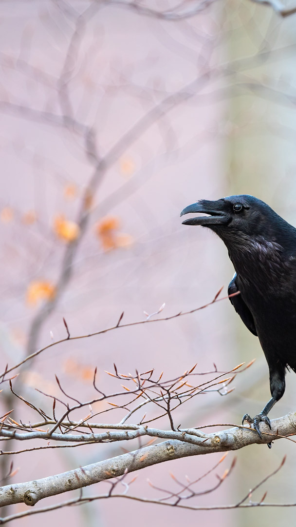 Download A mysterious raven perched above a full moon | Wallpapers.com