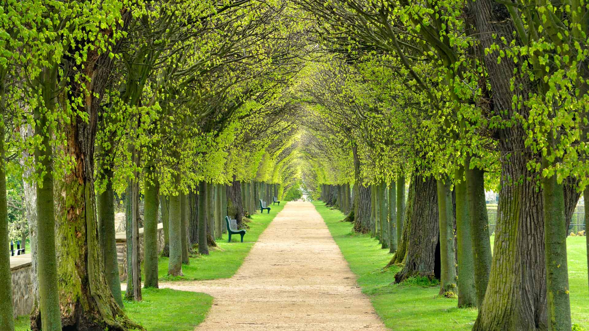 Lindenallee, baumgesäumter Fußweg durch den Park im Frühling