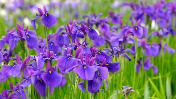 紫や白の花を咲かせる多年草