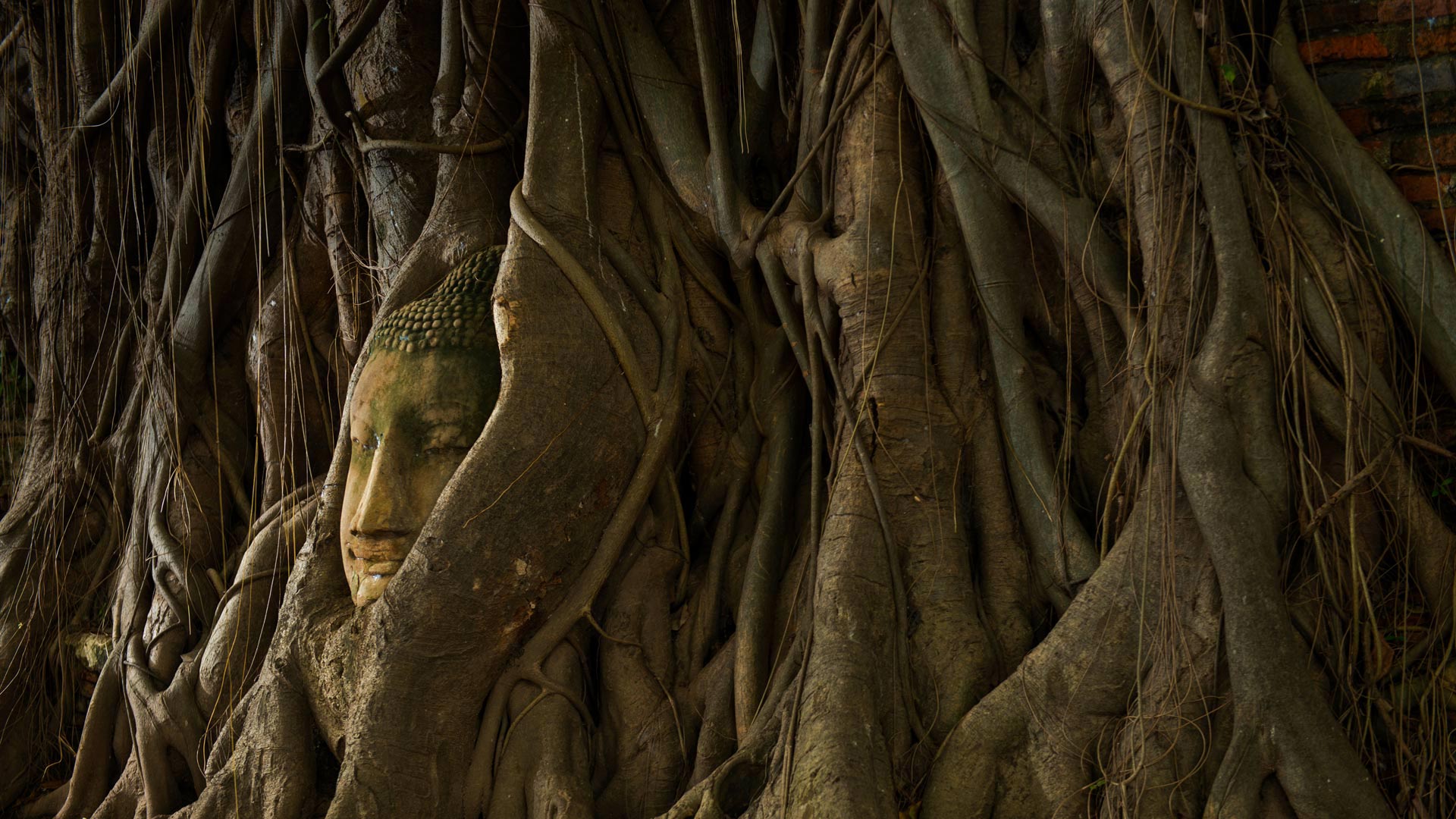 Buddha in the roots of a tree, Ayutthaya, Thailand