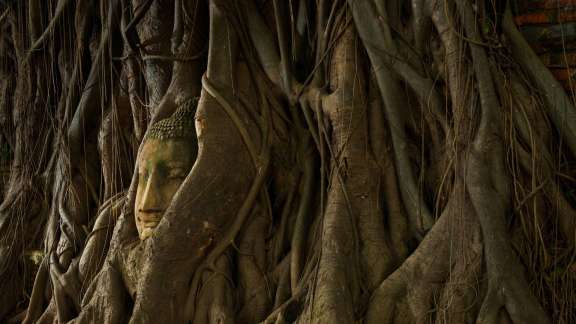 Buddha in the roots of a tree, Ayutthaya, Thailand