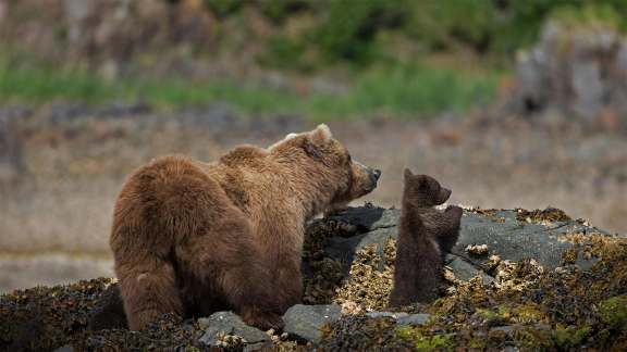 Brown bears, Katmai National Park and Preserve, Alaska