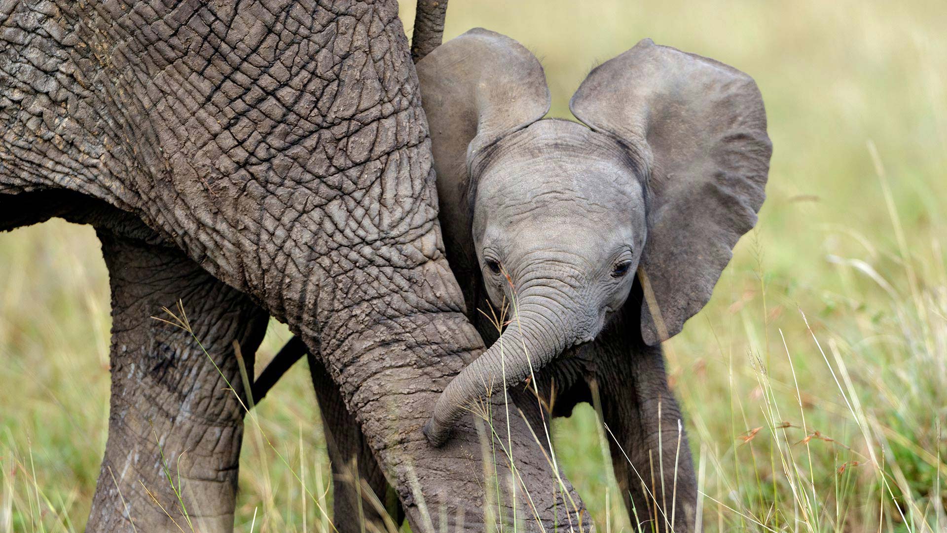 African elephants in Masai Mara National Reserve, Kenya