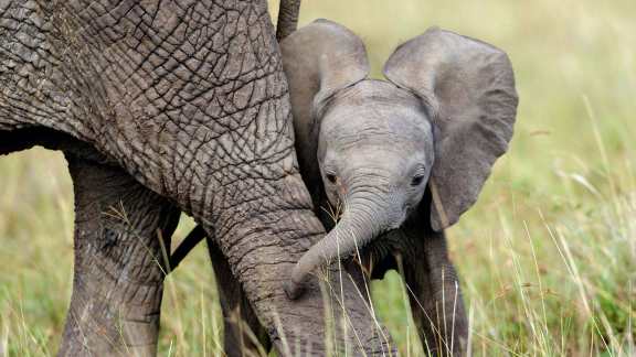 African elephants in Masai Mara National Reserve, Kenya